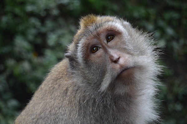 Monkey Forest Ubud