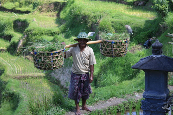 Tegalalang Rice Terrace
