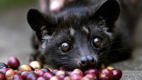 luwak Coffee plantation