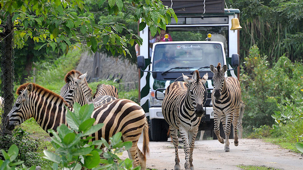 Bali Safari and Marine Park