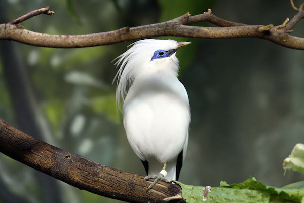 Bali Safari and Marine Park