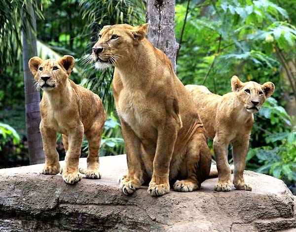 Bali Zoo