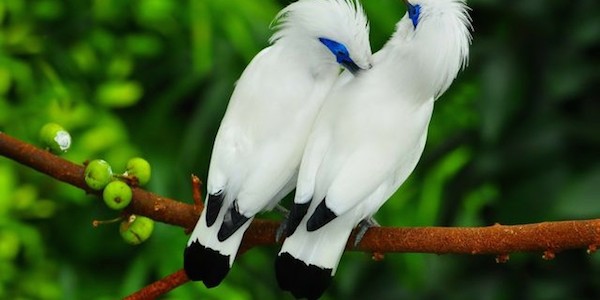 Park birds and reptiles