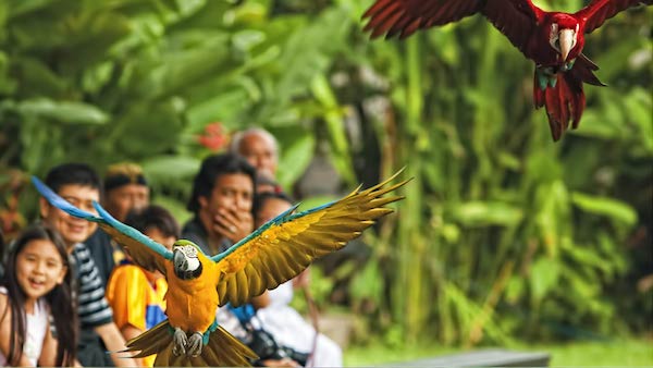 Park birds and reptiles