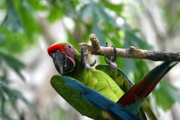 Park birds and reptiles