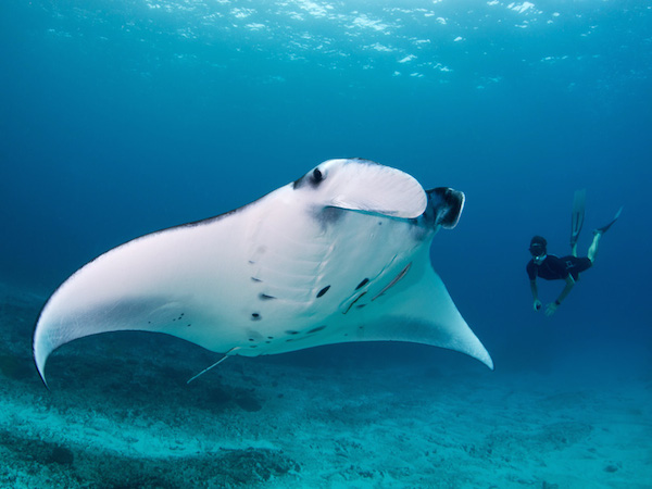 diving cruise