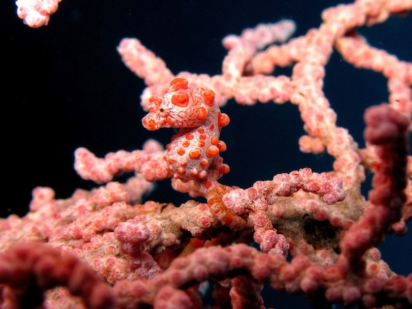 diving cruise bali