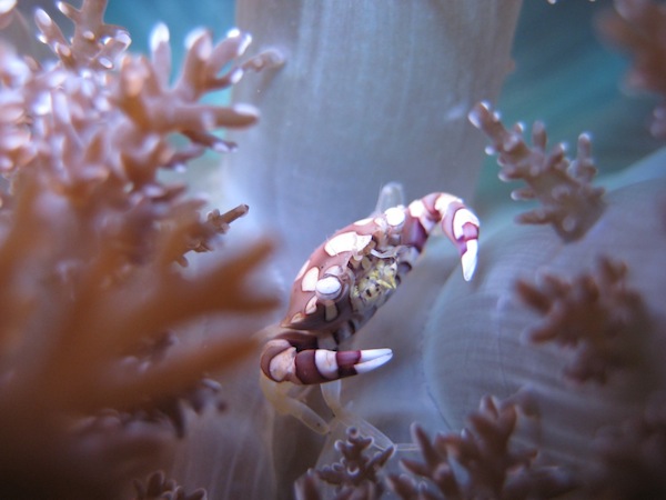 diving bali