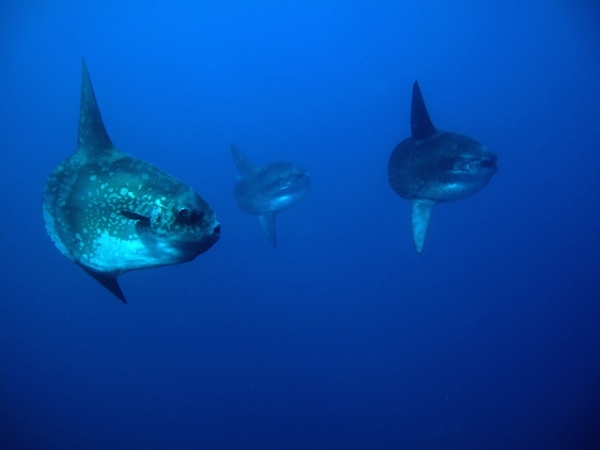 diving bali