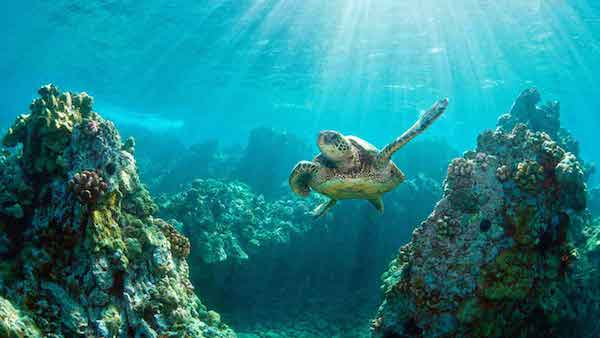 diving bali