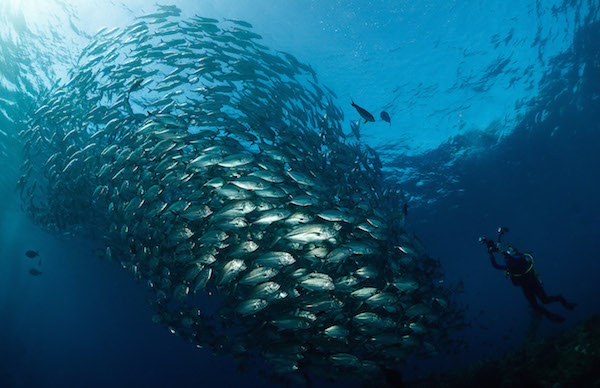 diving bali