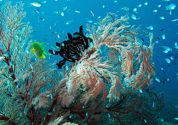 diving bali