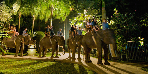 Elephants Park Taro in Ubud
