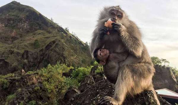 Off-road expeditions to the Caldera of the volcano Batur