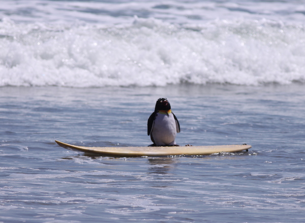 Surf school Bali