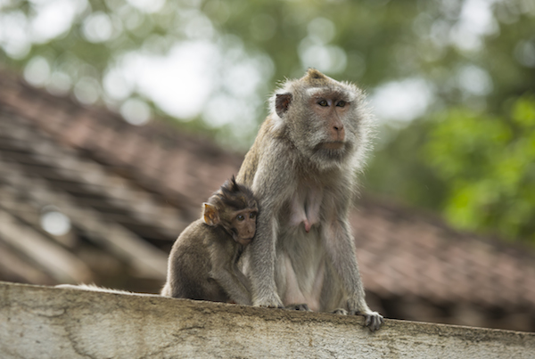 Bali Monkey Forest